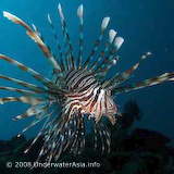 Lionfish